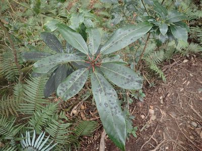 Daphniphyllum himalense, photographed by 呂一起(Lyu yi-chi)