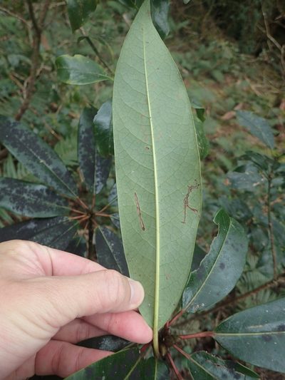Daphniphyllum himalense, photographed by 呂一起(Lyu yi-chi)
