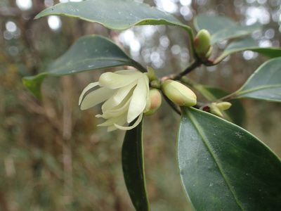 Illicium anisatum, photographed by 呂一起(Lyu yi-chi)