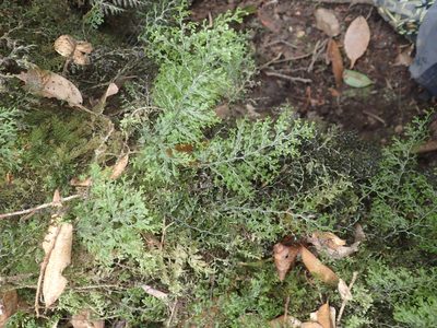 Hymenophyllum fujisanense, photographed by 呂一起(Lyu yi-chi)