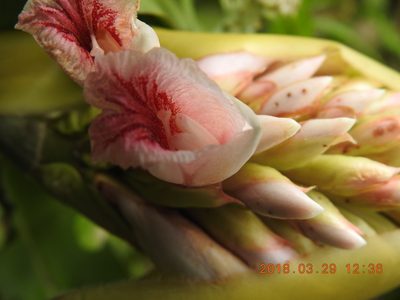 Alpinia shimadae, photographed by fagushayata