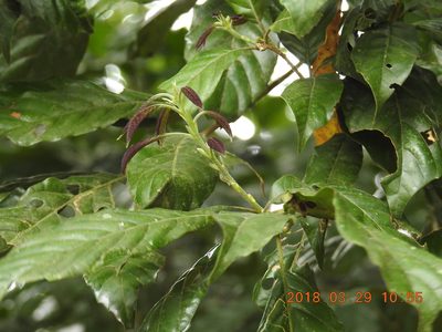 Lithocarpus corneus, photographed by fagushayata