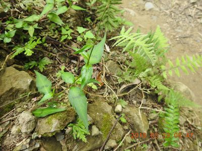 Polygonum posumbu, photographed by fagushayata