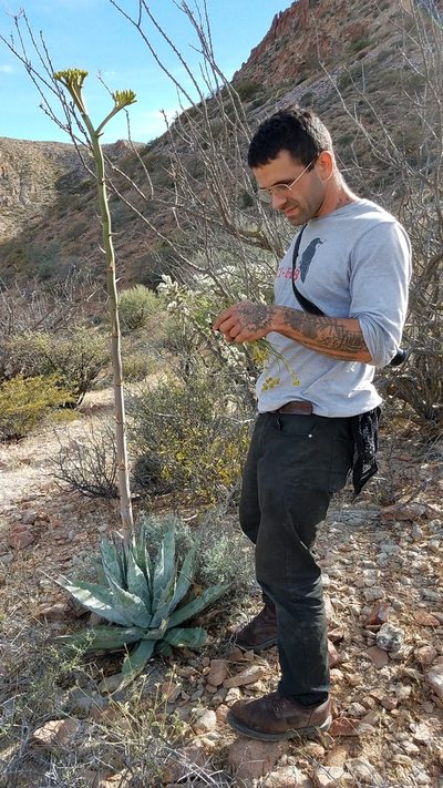 Agave azurea, photographed by Alan Rockefeller