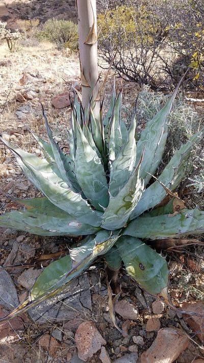 Agave azurea, photographed by Alan Rockefeller