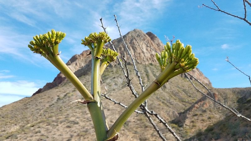 Agave azurea, photographed by Alan Rockefeller