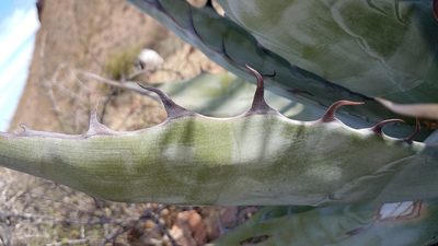 Agave azurea, photographed by Alan Rockefeller