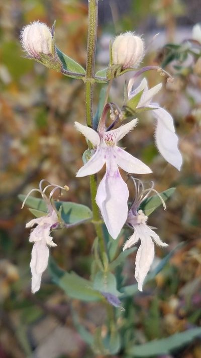 Teucrium glandulosum, photographed by Alan Rockefeller