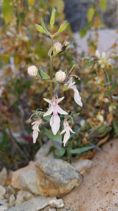 Teucrium glandulosum, photographed by Alan Rockefeller