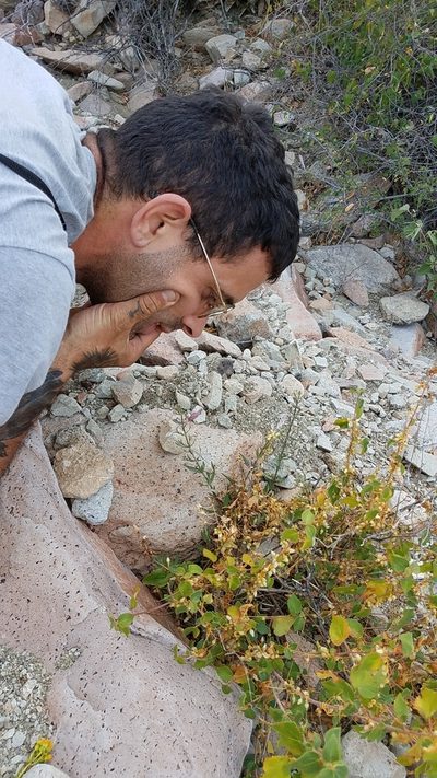 Teucrium glandulosum, photographed by Alan Rockefeller