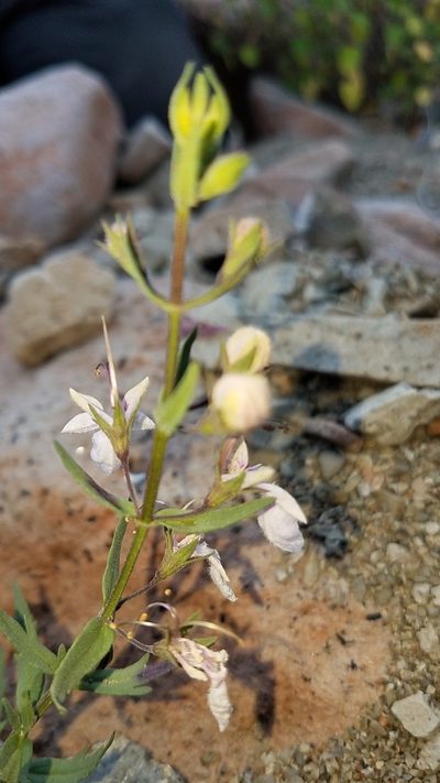 Teucrium glandulosum, photographed by Alan Rockefeller