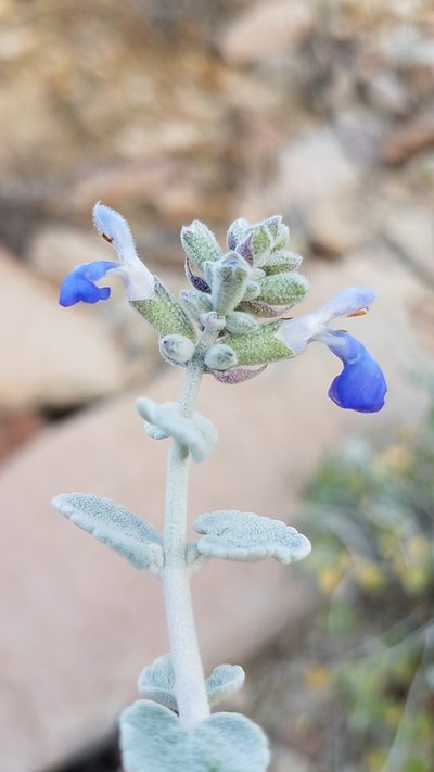 Salvia cedrosensis, photographed by Alan Rockefeller