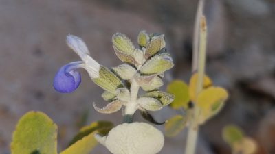 Salvia cedrosensis, photographed by Alan Rockefeller