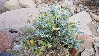 Salvia cedrosensis, photographed by Alan Rockefeller