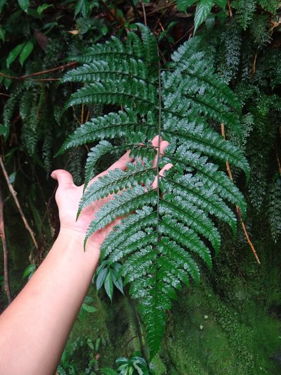 Dryopteris hasseltii, photographed by 呂一起(Lyu yi-chi)
