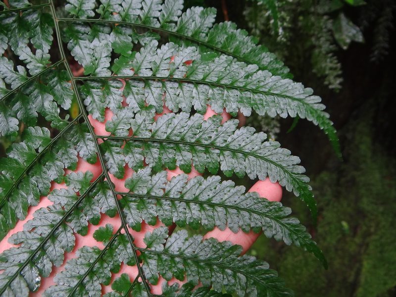 Dryopteris hasseltii, photographed by 呂一起(Lyu yi-chi)