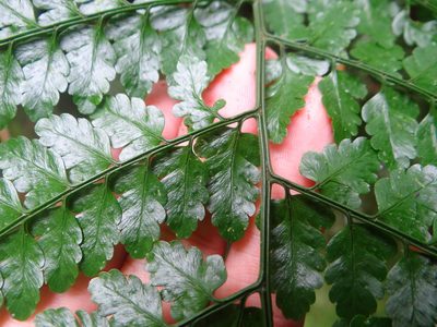 Dryopteris hasseltii, photographed by 呂一起(Lyu yi-chi)