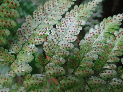 Dryopteris hasseltii, photographed by 呂一起(Lyu yi-chi)