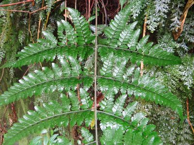 Dryopteris hasseltii, photographed by 呂一起(Lyu yi-chi)