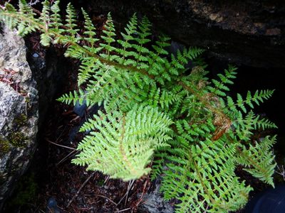 Dryopteris komarovii, photographed by 呂一起(Lyu yi-chi)
