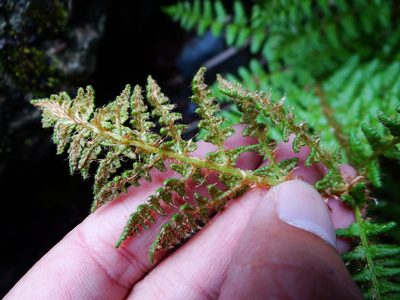 Dryopteris komarovii, photographed by 呂一起(Lyu yi-chi)