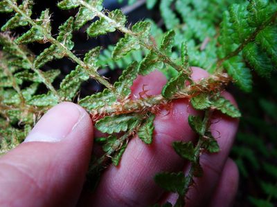 Dryopteris komarovii, photographed by 呂一起(Lyu yi-chi)