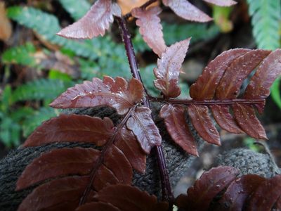 Dryopteris varia, photographed by 呂一起(Lyu yi-chi)