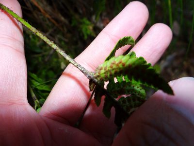Dryopteris varia, photographed by 呂一起(Lyu yi-chi)