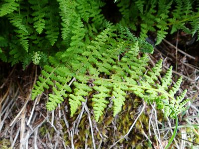 Dryopteris alpestris, photographed by 呂一起(Lyu yi-chi)