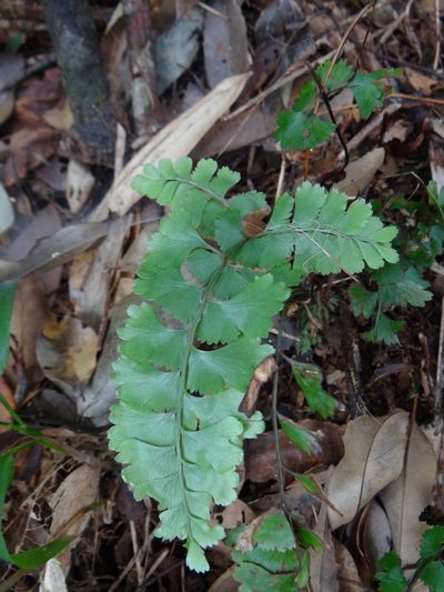 Lindsaea chienii, photographed by 呂一起(Lyu yi-chi)