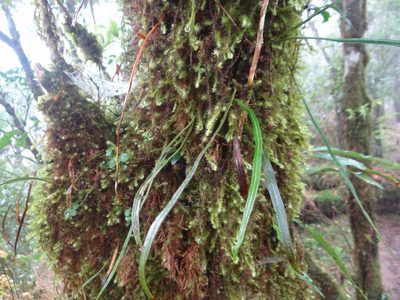 Loxogramme remote-frondigera, photographed by 呂一起(Lyu yi-chi)