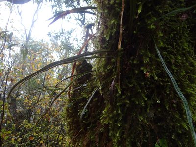 Loxogramme remote-frondigera, photographed by 呂一起(Lyu yi-chi)