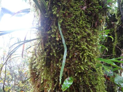 Loxogramme remote-frondigera, photographed by 呂一起(Lyu yi-chi)