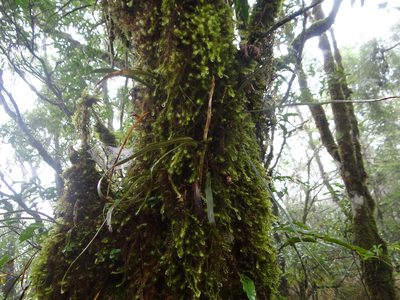 Loxogramme remote-frondigera, photographed by 呂一起(Lyu yi-chi)