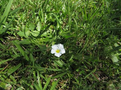Nierembergia rivularis, photographed by Leonel Roget