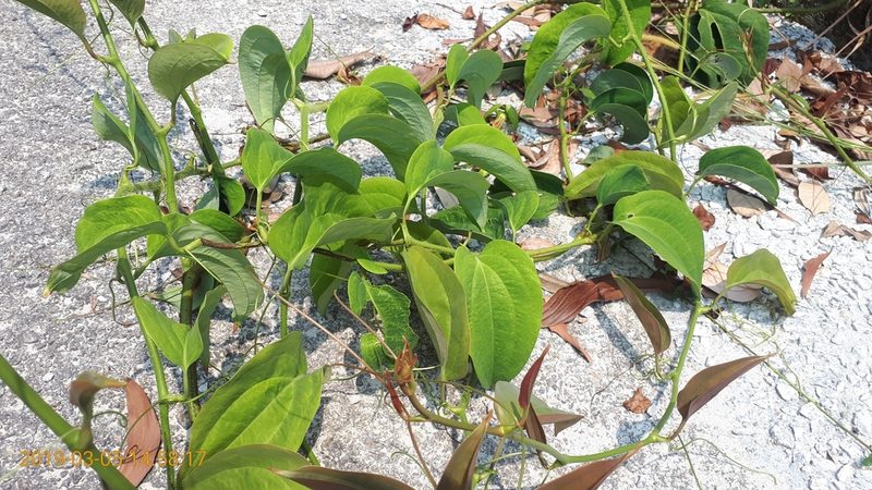 Smilax setosa, photographed by Ong Jyh Seng