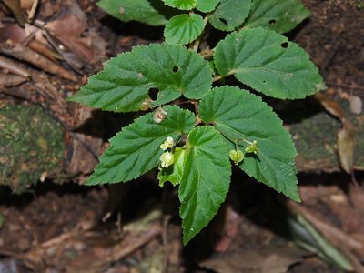 Begonia semiovata, photographed by Lena Struwe