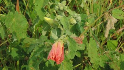 Cravenia panduriformis, photographed by i_c_riddell