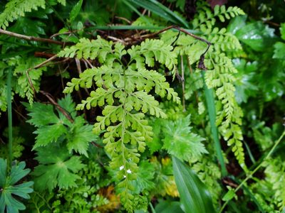Cystopteris moupinensis, photographed by 呂一起(Lyu yi-chi)