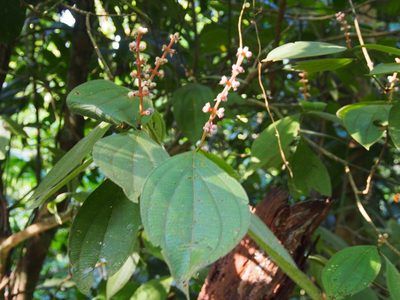 Miconia nervosa, photographed by Lena Struwe