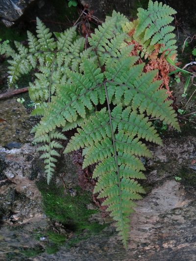 Hypodematium shingii, photographed by 呂一起(Lyu yi-chi)