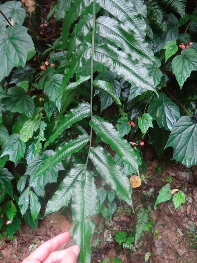 Diplaziopsis javanica, photographed by 呂一起(Lyu yi-chi)