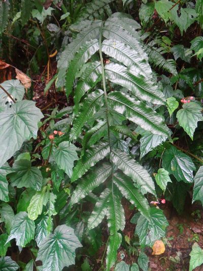 Diplaziopsis javanica, photographed by 呂一起(Lyu yi-chi)