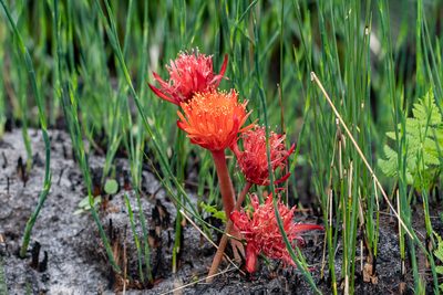 Haemanthus canaliculatus, photographed by magriet b