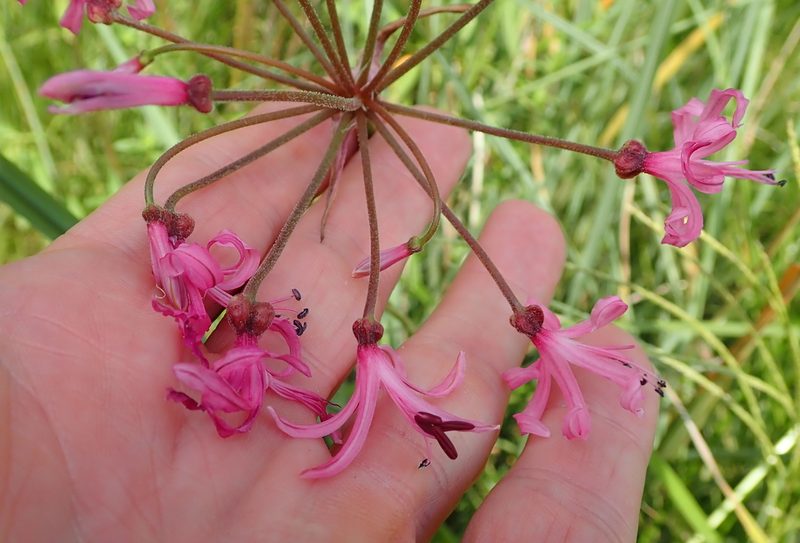 Nerine appendiculata, photographed by Peter Warren