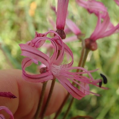 Nerine appendiculata, photographed by Peter Warren
