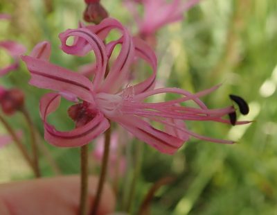 Nerine appendiculata, photographed by Peter Warren