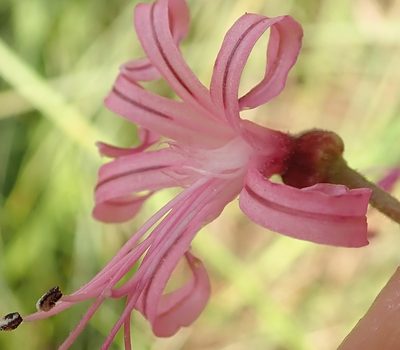 Nerine appendiculata, photographed by Peter Warren