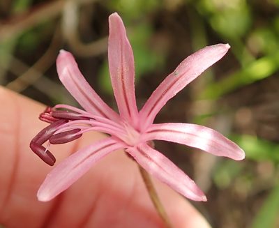 Nerine appendiculata, photographed by Peter Warren