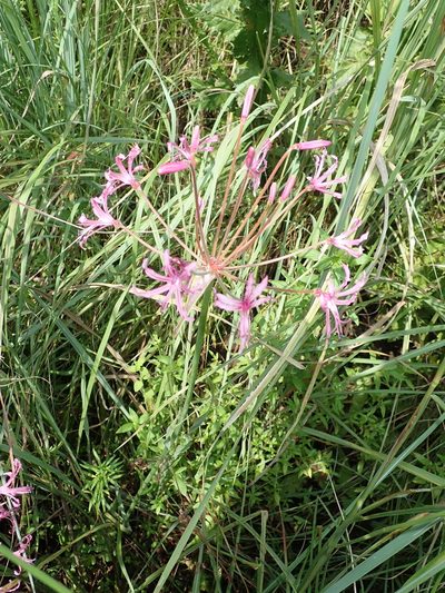 Nerine appendiculata, photographed by Peter Warren